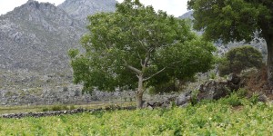 Beitragsbild des Blogbeitrags Kalikrati in Sfakia