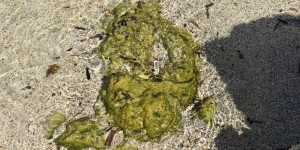 Beitragsbild des Blogbeitrags Der kleine Strand 