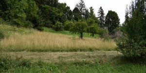Beitragsbild des Blogbeitrags Spaziergang am Hohenberg bei Graz 