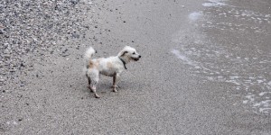 Beitragsbild des Blogbeitrags Hund Bruno fühlt sich wohl am Meer 