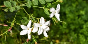 Beitragsbild des Blogbeitrags Blumengrüsse aus Kreta