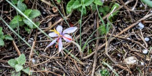 Beitragsbild des Blogbeitrags das Aloe-Feld