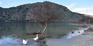 Beitragsbild des Blogbeitrags Den Gänsen geht es gut dort
