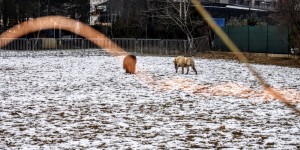 Beitragsbild des Blogbeitrags Tiere in der Stadt Graz 