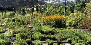 Beitragsbild des Blogbeitrags Blumenpracht