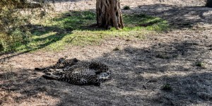 Beitragsbild des Blogbeitrags Der Atticapark 15 km östlich des Athener Stadtzentrums