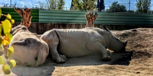 Beitragsbild des Blogbeitrags Ein Zoo mit etwa 2000 Tieren aus ca. 400 Arten
