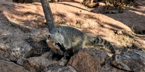 Beitragsbild des Blogbeitrags Besuch im Attica Zoo in der Nähe von Athen 