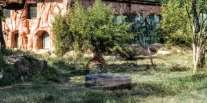 Beitragsbild des Blogbeitrags Attischer Zoologischer Park Atticapark