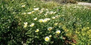 Beitragsbild des Blogbeitrags Margaritenparadies im Frühling auf Kreta 