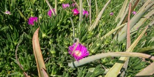Beitragsbild des Blogbeitrags Blütenpracht auf Kreta im Frühling