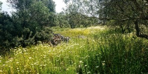 Beitragsbild des Blogbeitrags Frühling auf Kreta 