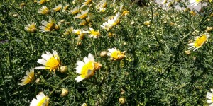 Beitragsbild des Blogbeitrags Blumenparadies im Frühling auf Kreta