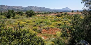 Beitragsbild des Blogbeitrags Blumen auf Kreta