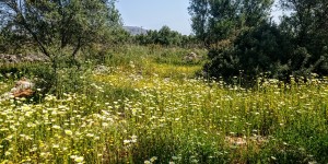 Beitragsbild des Blogbeitrags ein Margeritenmeer auf Kreta