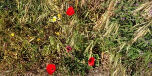 Beitragsbild des Blogbeitrags Blütenpracht in Chorafakia Kreta