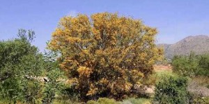 Beitragsbild des Blogbeitrags das besondere Akrotiri