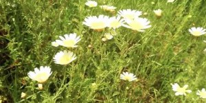 Beitragsbild des Blogbeitrags Frühling auf Akrotiri Kreta