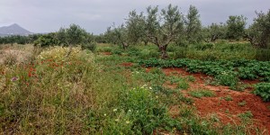 Beitragsbild des Blogbeitrags Der Olivenhain in Chorafakia