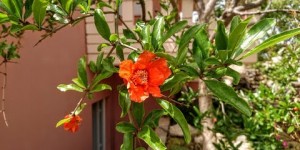 Beitragsbild des Blogbeitrags Unser Garten im Mai