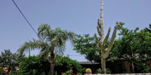 Beitragsbild des Blogbeitrags Marathi auf Kreta