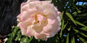 Beitragsbild des Blogbeitrags Blumengrüsse