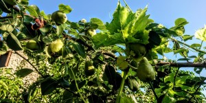 Beitragsbild des Blogbeitrags Garteneindrücke vom 23 Juni