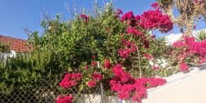 Beitragsbild des Blogbeitrags Chorafakia in Blüte