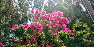 Beitragsbild des Blogbeitrags Agia in Chania auf Kreta 