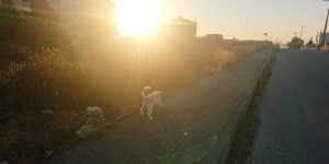 Beitragsbild des Blogbeitrags Mit Hund Bruno und Kater Charlie unterwegs in Chorafakia 
