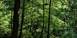 Beitragsbild des Blogbeitrags das grüne Graz 10 August 2020