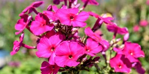 Beitragsbild des Blogbeitrags Blumenrausch in Graz 9 August 2020 