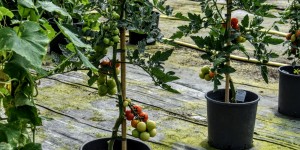 Beitragsbild des Blogbeitrags Blumenpracht in Graz 9 August 2020