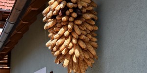 Beitragsbild des Blogbeitrags Rosenbergl,Straden,Steiermark 14 August 2020