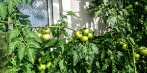 Beitragsbild des Blogbeitrags Rebenglück in Straden ,Rosenbergl 14 August.2020