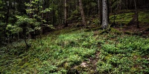 Beitragsbild des Blogbeitrags Der Wald am Hohenberg bei Graz 16 August 2020 