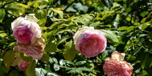 Beitragsbild des Blogbeitrags die reine Idylle in Herberstein 20 August 2020