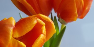 Beitragsbild des Blogbeitrags Ein schönes neues Jahr!