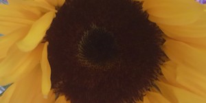 Beitragsbild des Blogbeitrags Weltfriedenstag