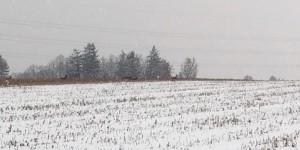 Beitragsbild des Blogbeitrags Spuren im frischen Schnee 