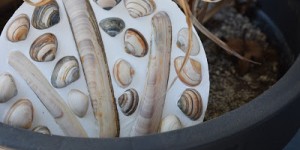 Beitragsbild des Blogbeitrags Basteln mit Muscheln - DIY Muschelplatten für den Garten