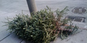 Beitragsbild des Blogbeitrags Christbaumentsorgung: Bäume werden kostenlos abgeholt 