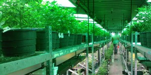 Beitragsbild des Blogbeitrags Cannabisplantage in Felixdorf aufgeflogen – Hinweis aus Deutschland 