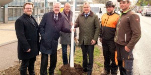 Beitragsbild des Blogbeitrags Wiener Neustadt: 200 neue Bäume für die Stadt