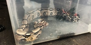 Beitragsbild des Blogbeitrags Python auf Streifzug durch Wiener Neustadt