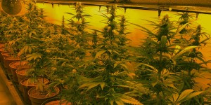 Beitragsbild des Blogbeitrags Cannabis-Indoorplantage in Lanzenkirchen ausgehoben