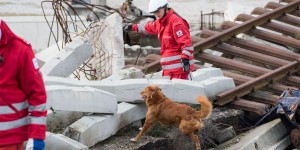 Beitragsbild des Blogbeitrags Internationaler Test für Rotkreuz-Suchhundeteams