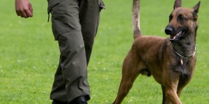 Beitragsbild des Blogbeitrags Hunde-Attacke: Bundesheer legt Zwischenergebnis vor 