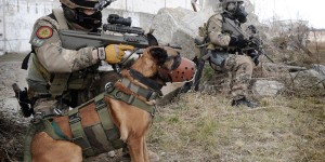 Beitragsbild des Blogbeitrags Untersuchungen zum tödlichen Hunde-Unfall abgeschlossen