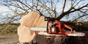 Beitragsbild des Blogbeitrags Ärger über umfangreiche Baumfällungen im Akademiepark 